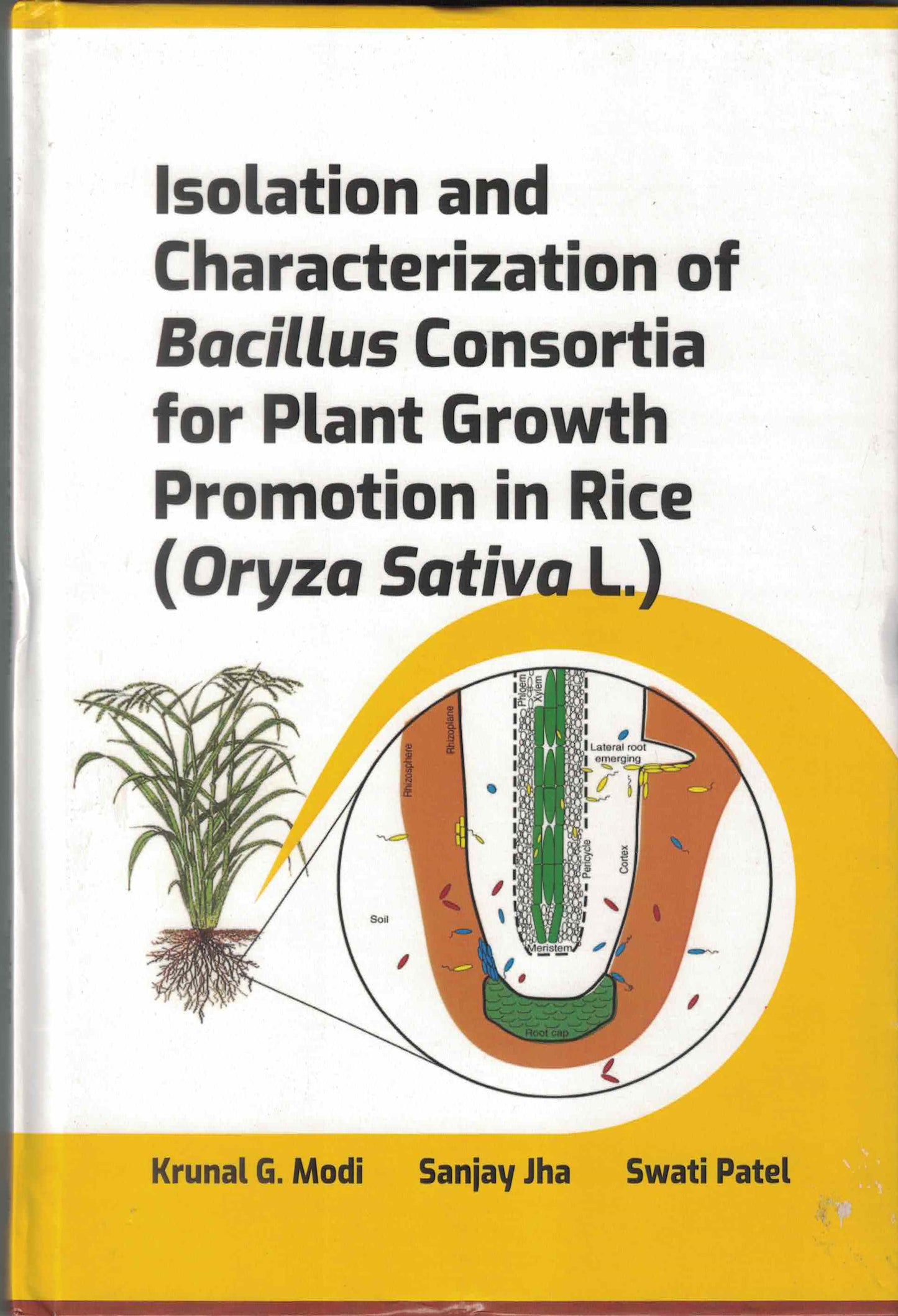 Isolation and Characterization of Bacillus Consortia for Plant Growth Promotion in Rice: Oryza Sativa L By Modi
